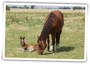 Billede af Dandy Me Dun